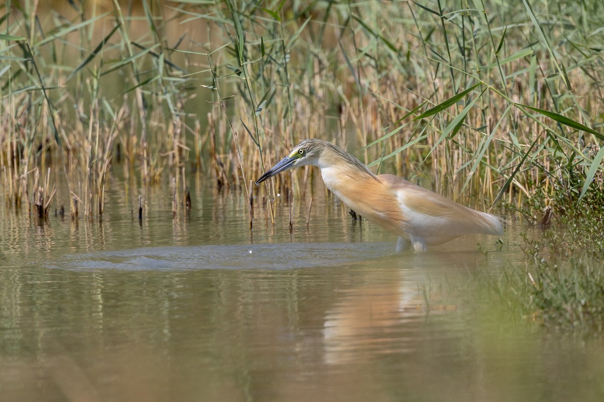 Squacco Heron - ML620435625