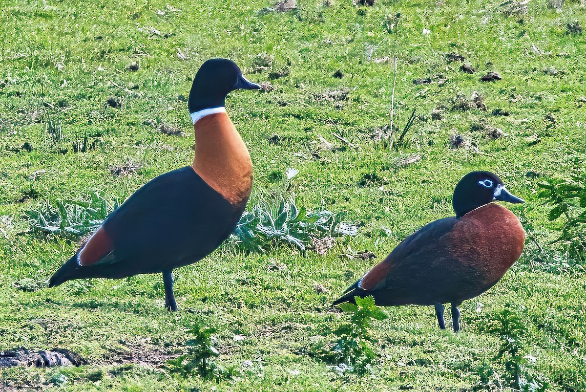 Australian Shelduck - ML620435631