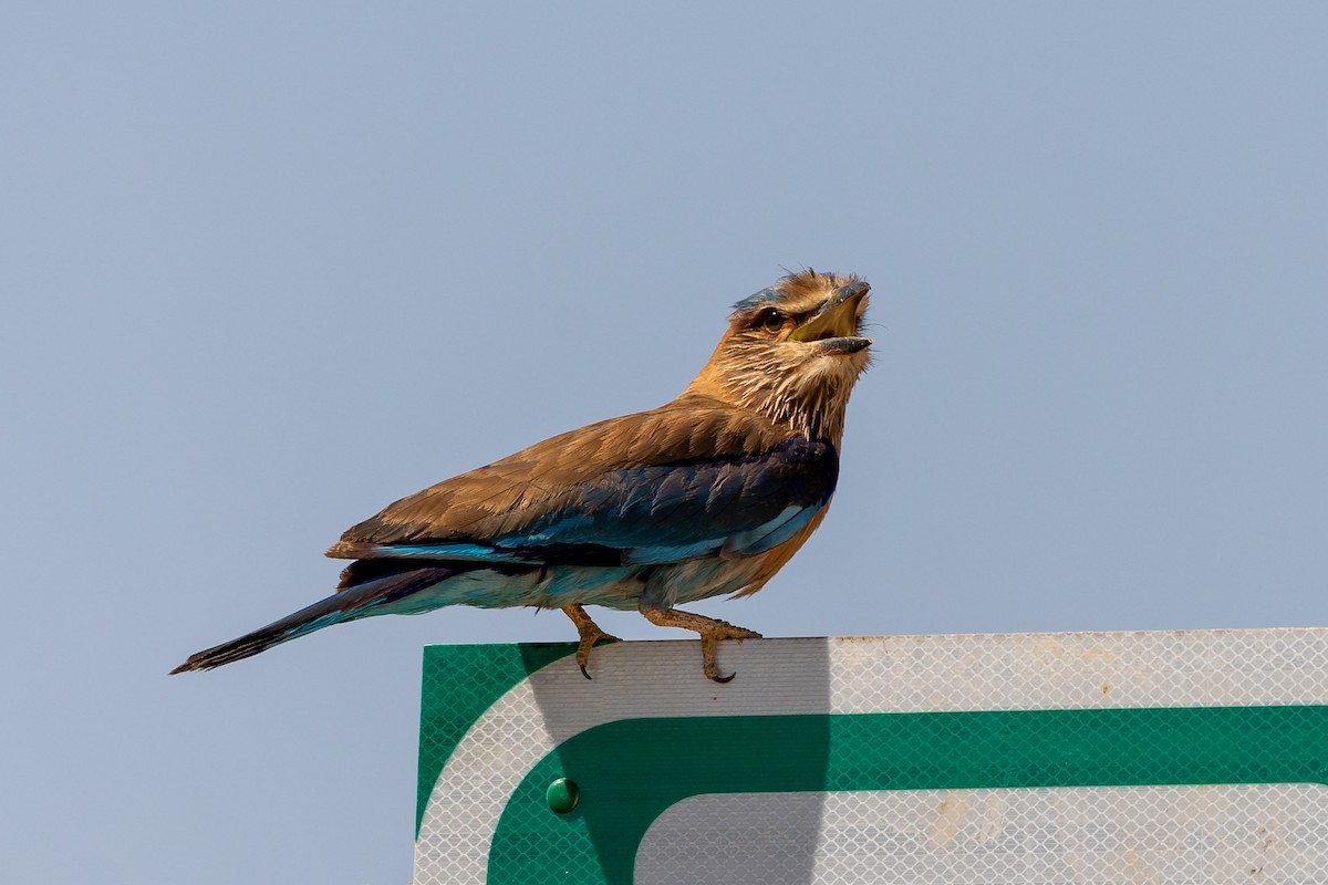 Indian Roller - ML620435633