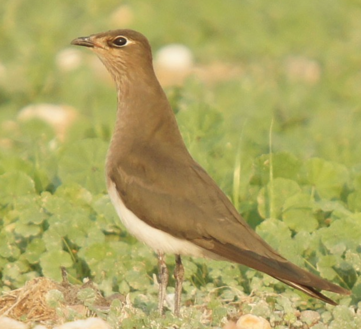 Black-winged Pratincole - ML620435637