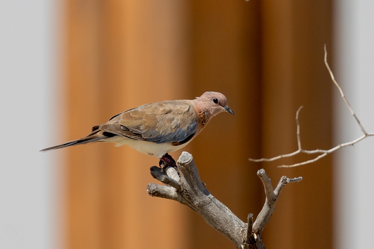 Laughing Dove - ML620435638