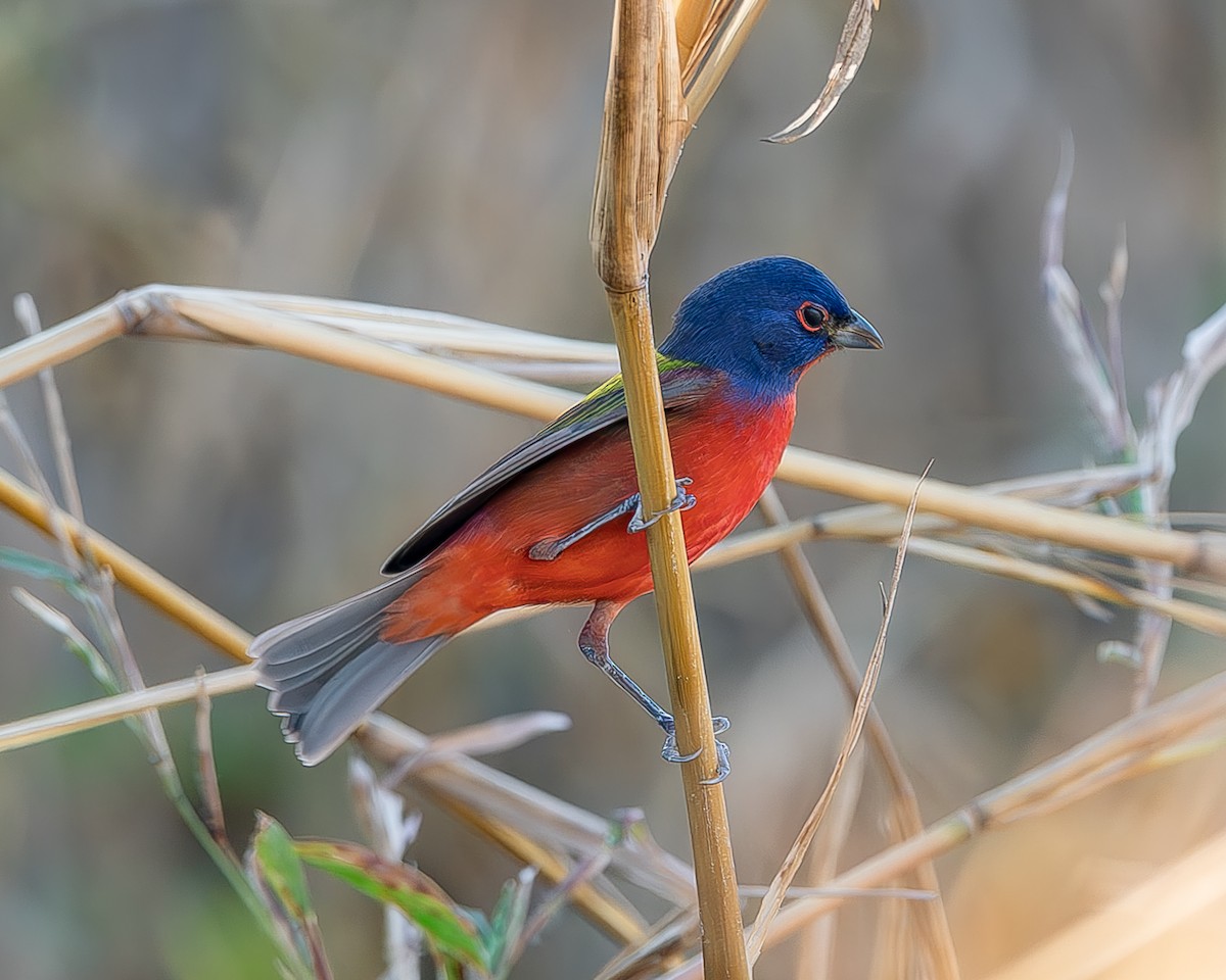 Painted Bunting - Ricardo Rojas Arguedas