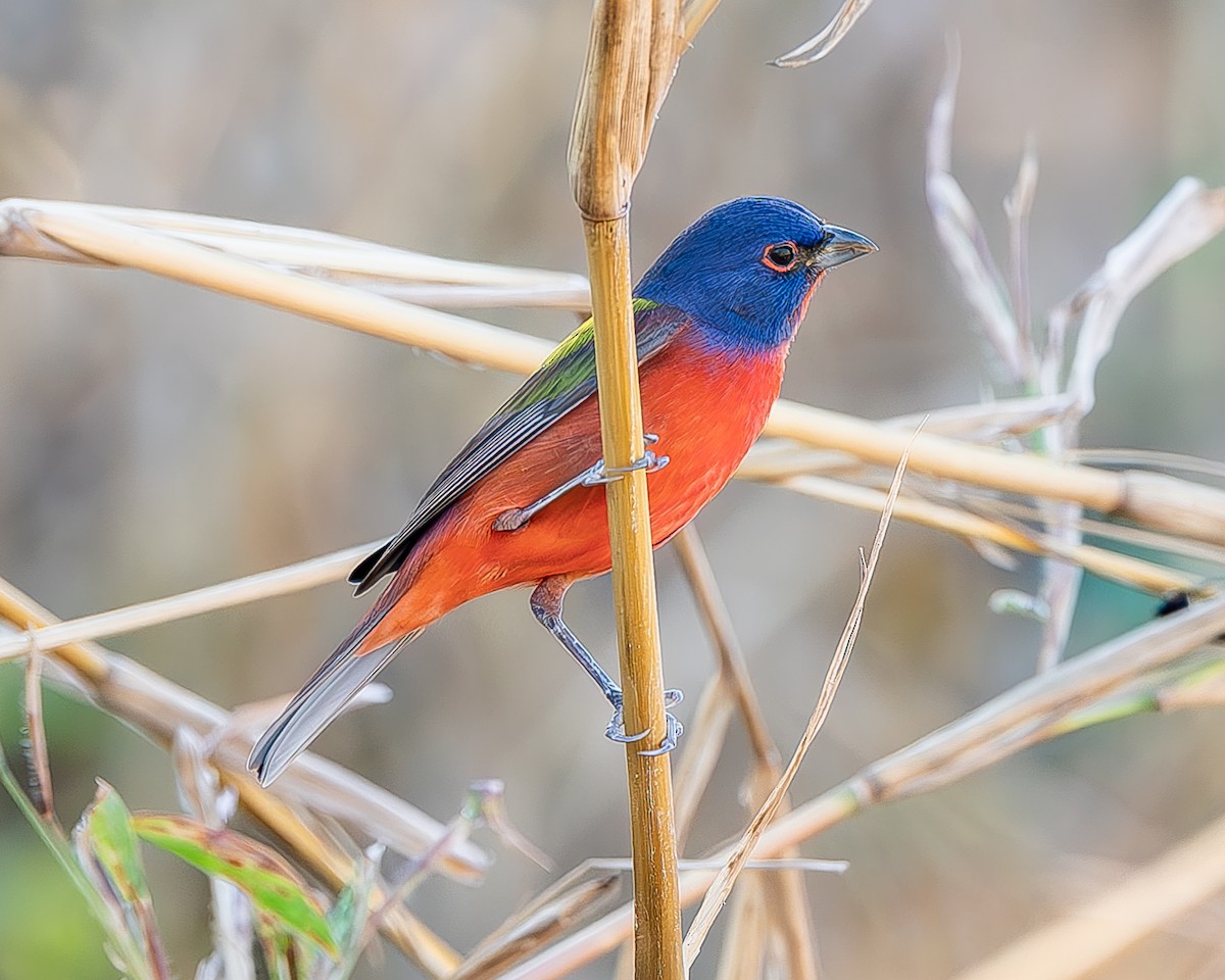 Painted Bunting - ML620435648