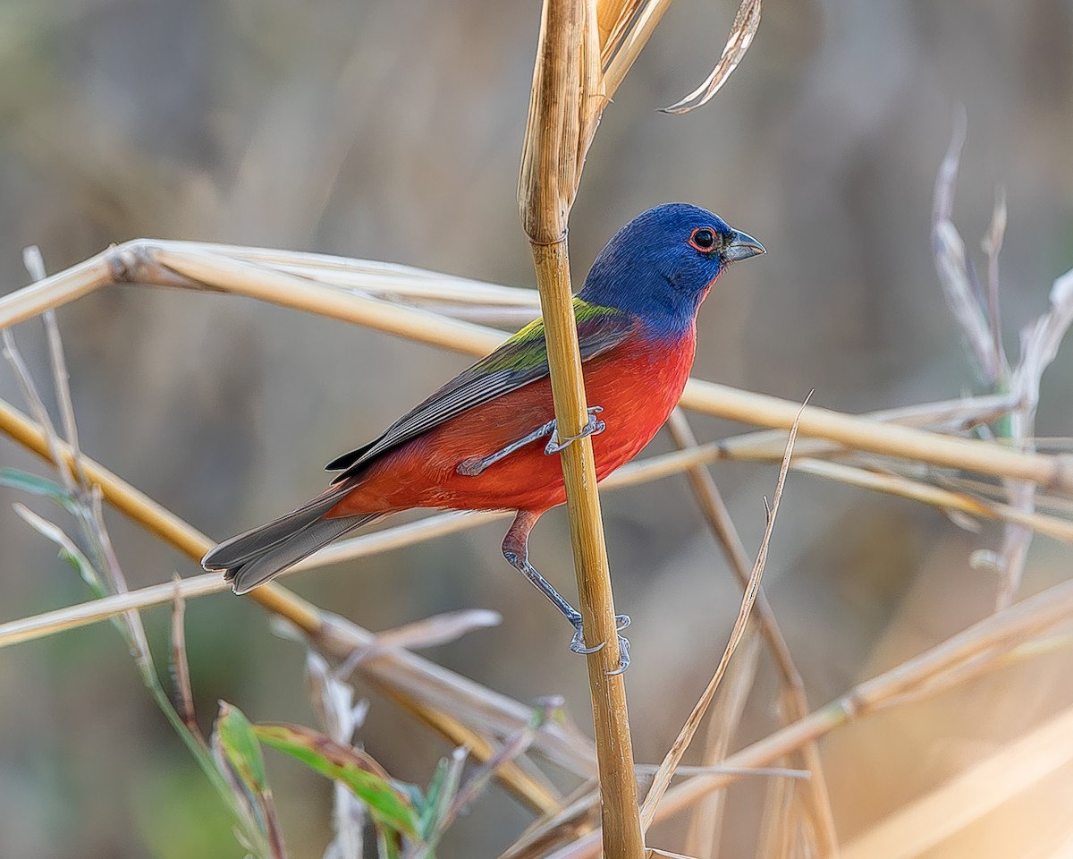 Painted Bunting - ML620435649