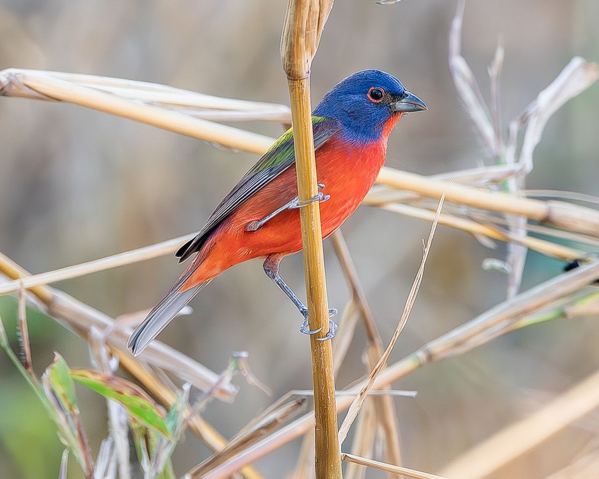 Painted Bunting - ML620435650