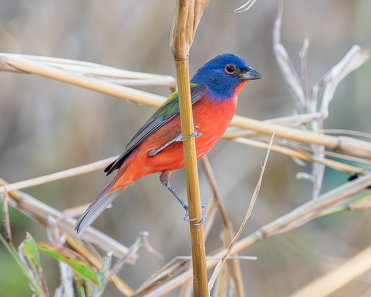 Painted Bunting - ML620435651