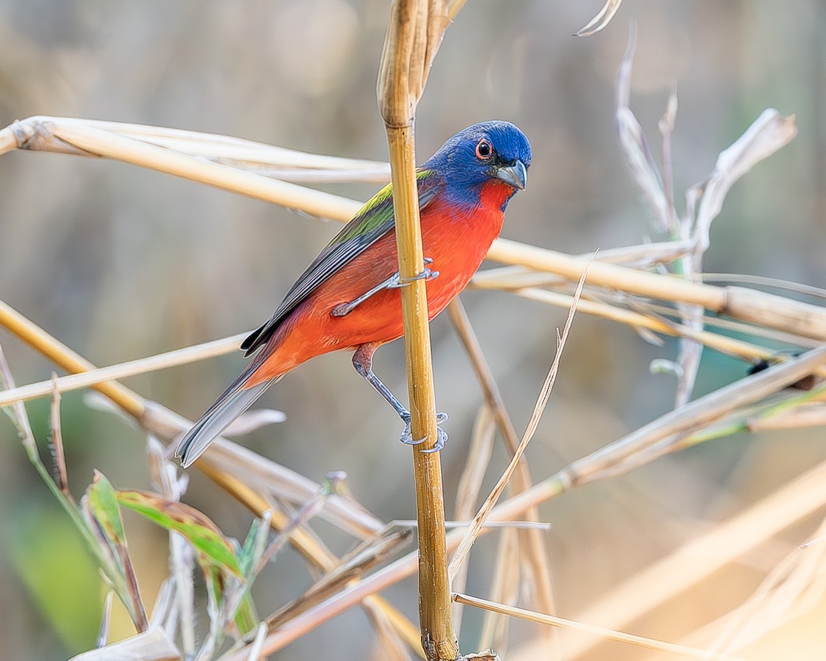 Painted Bunting - ML620435652