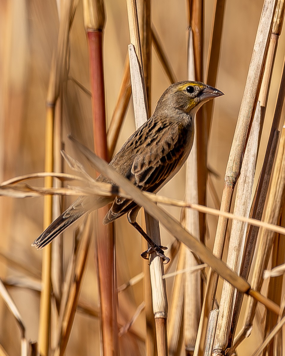 Dickcissel - ML620435654