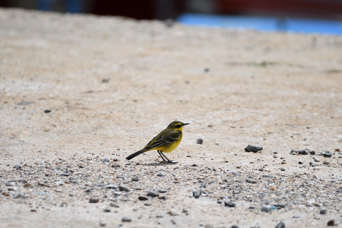 Eastern Yellow Wagtail - ML620435655