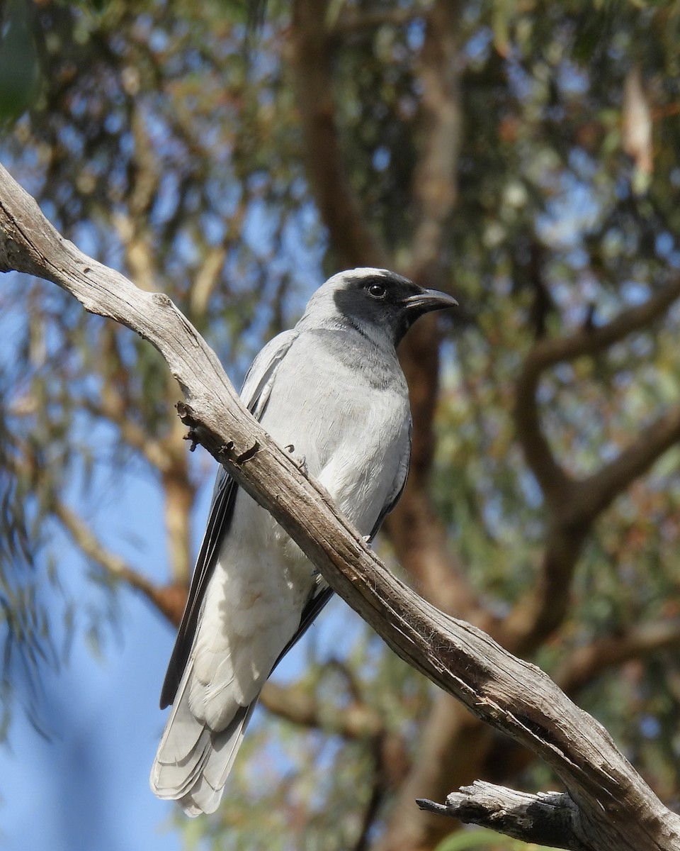 Black-faced Cuckooshrike - ML620435658