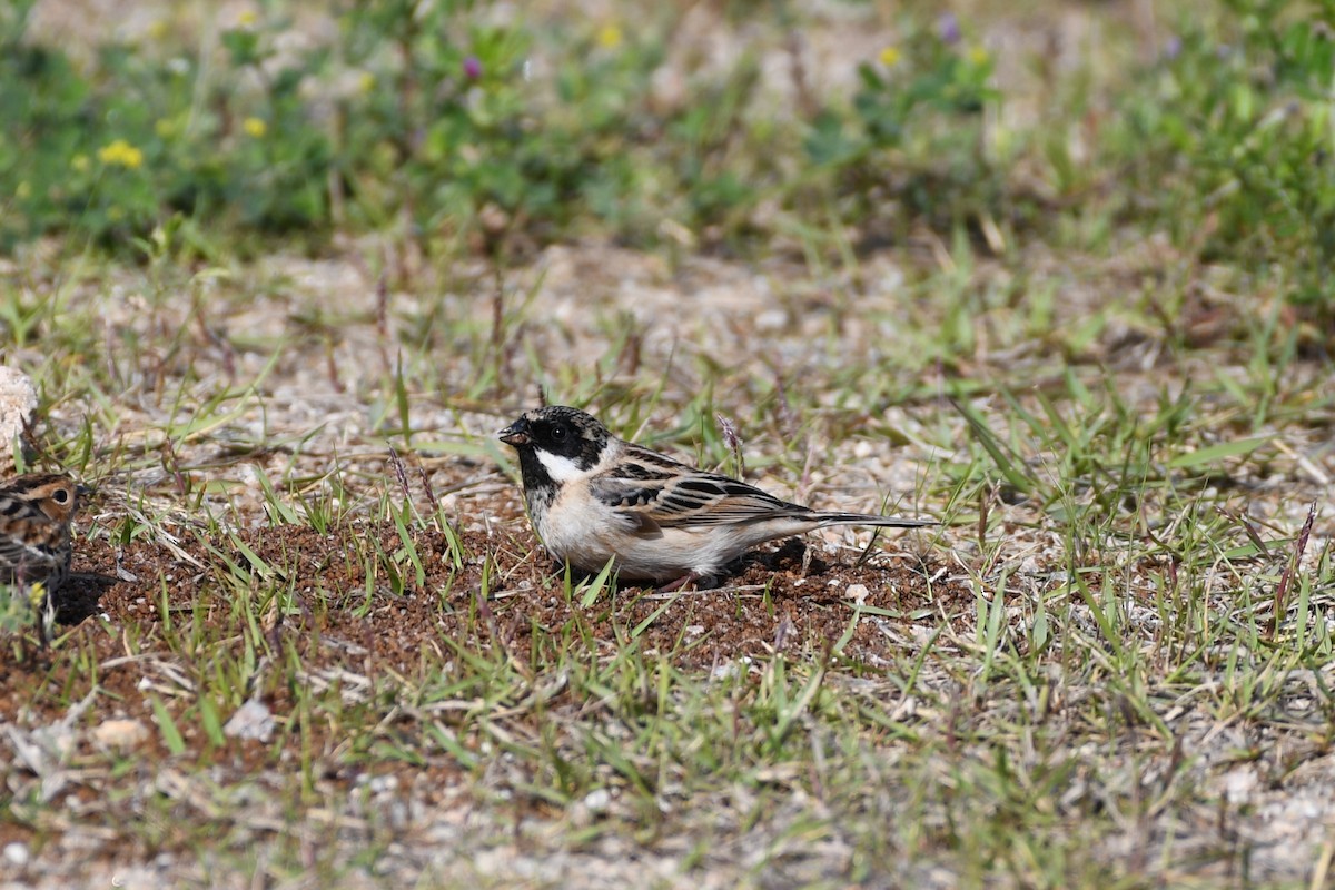 Pallas's Bunting - ML620435679