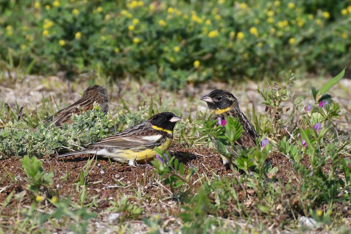 Yellow-breasted Bunting - ML620435680