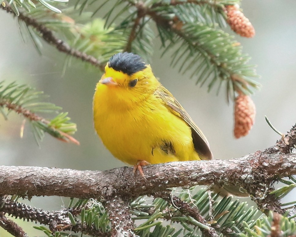 Wilson's Warbler - ML620435686