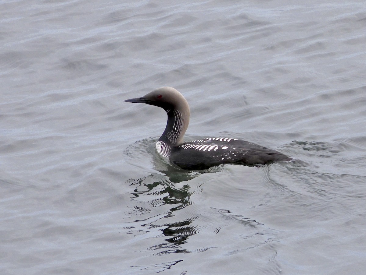 Pacific Loon - ML620435687