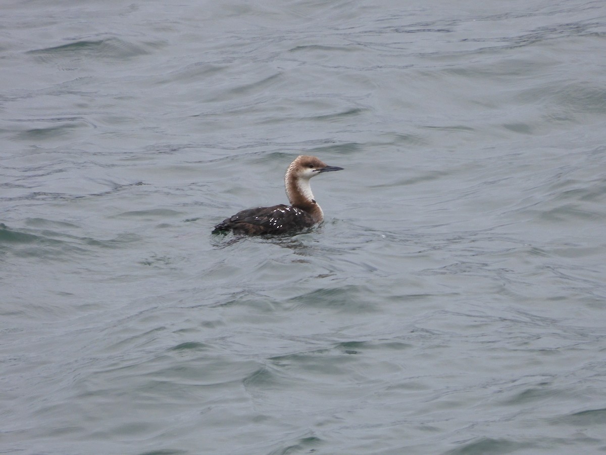 Pacific Loon - ML620435688