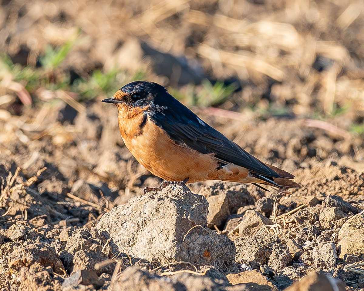 Barn Swallow - Ricardo Rojas Arguedas