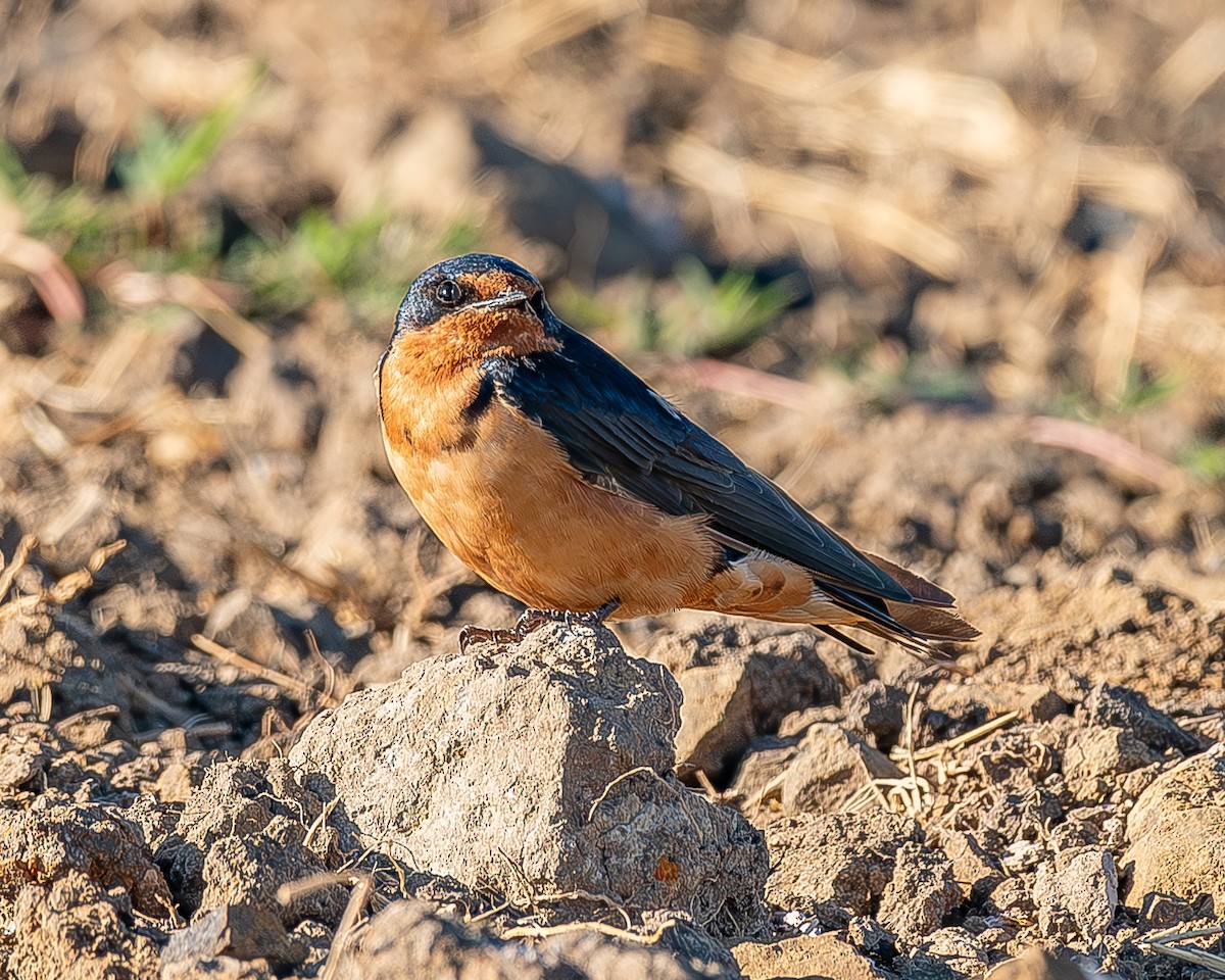 Barn Swallow - ML620435691