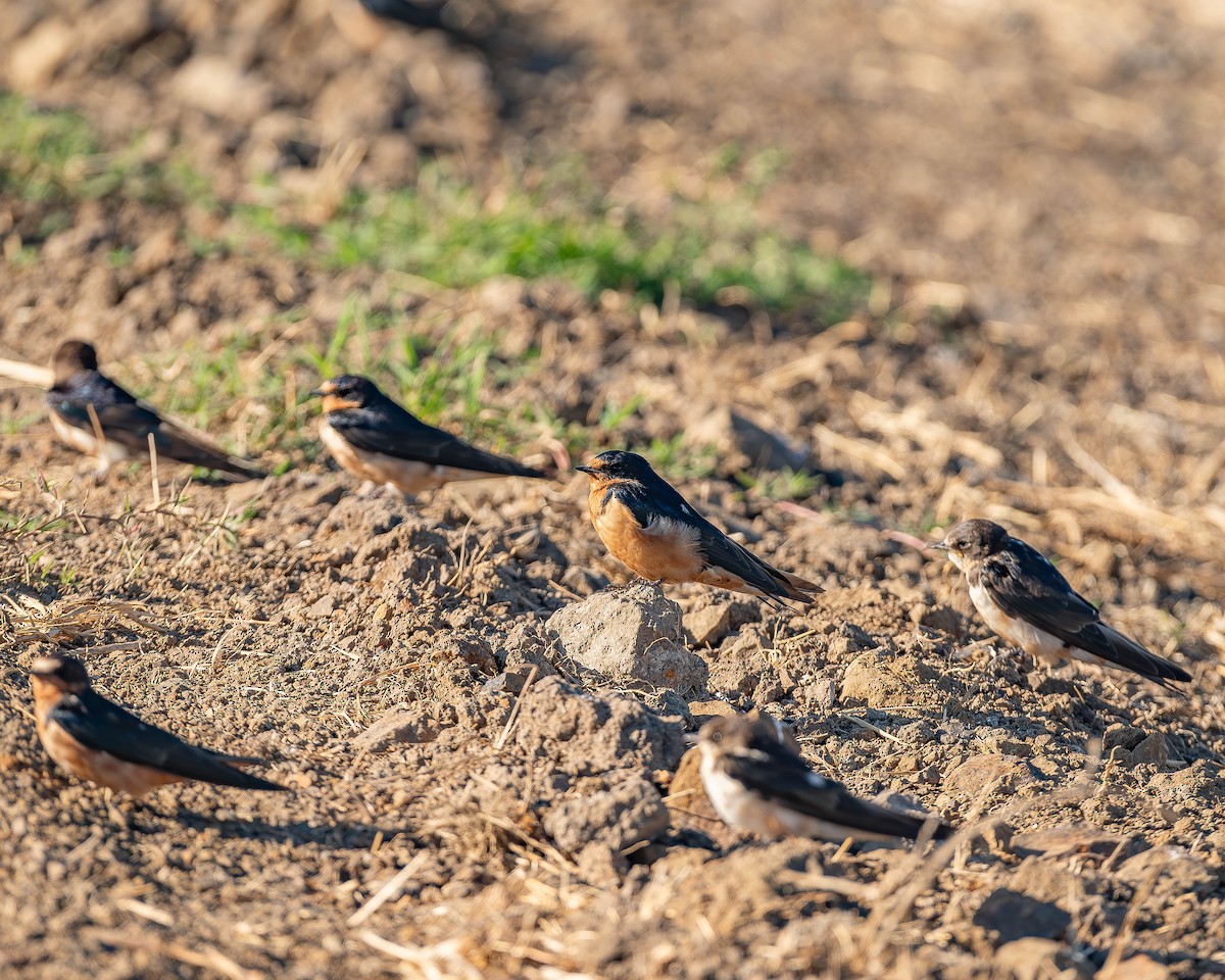 Barn Swallow - ML620435692