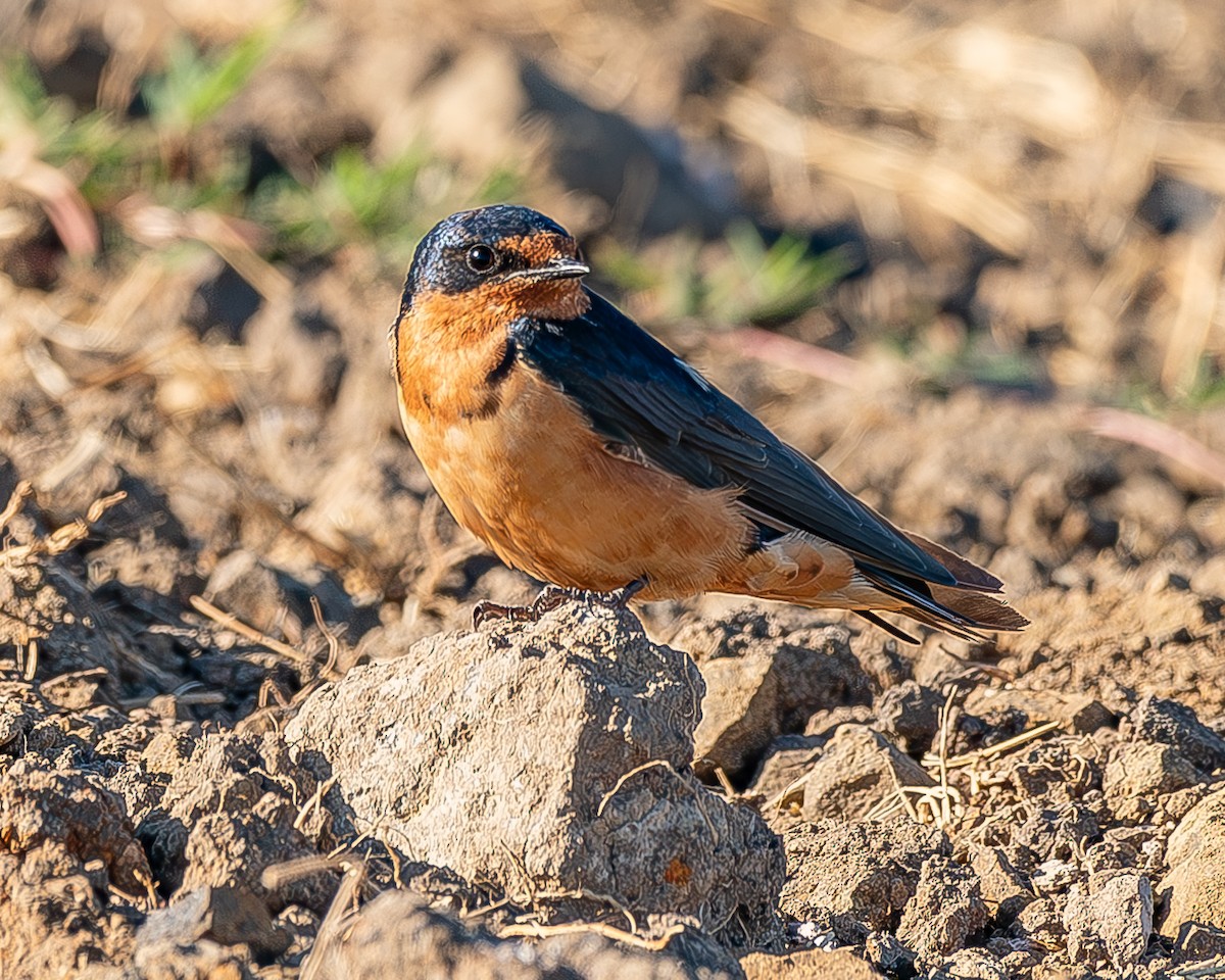 Barn Swallow - ML620435693