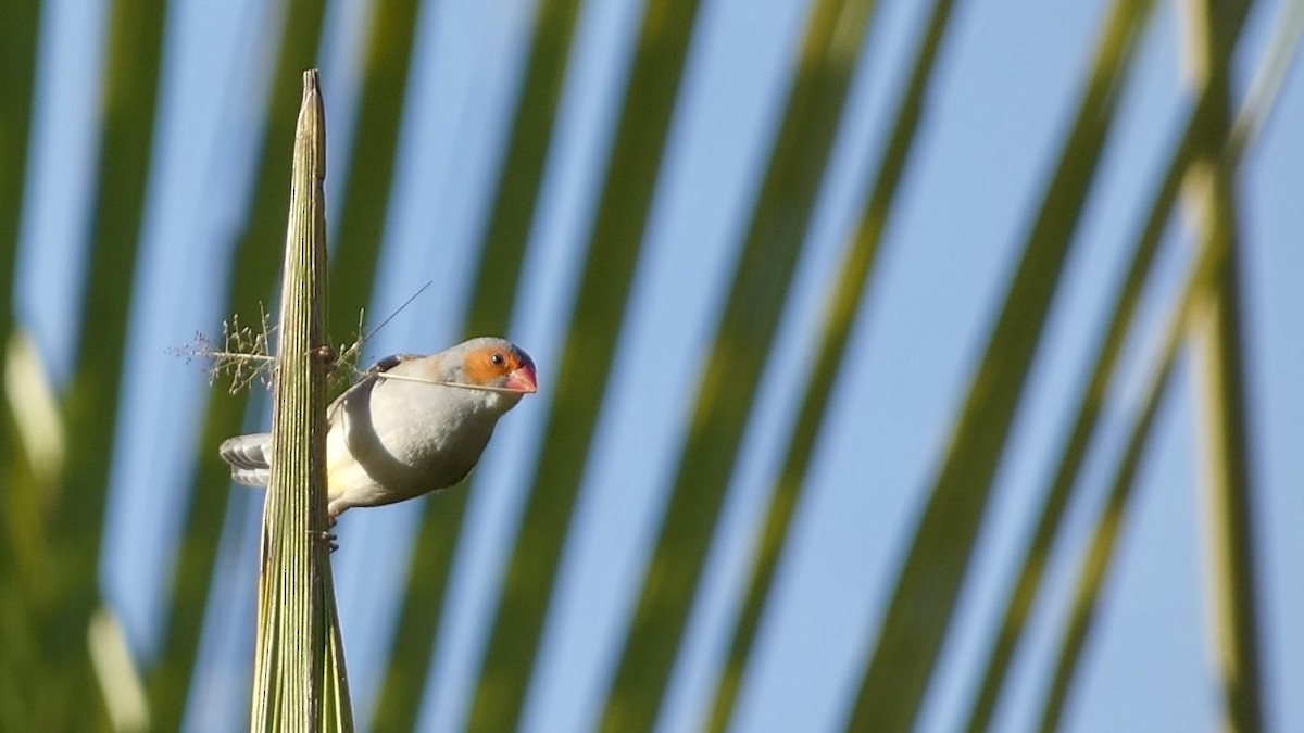 Orange-cheeked Waxbill - ML620435695