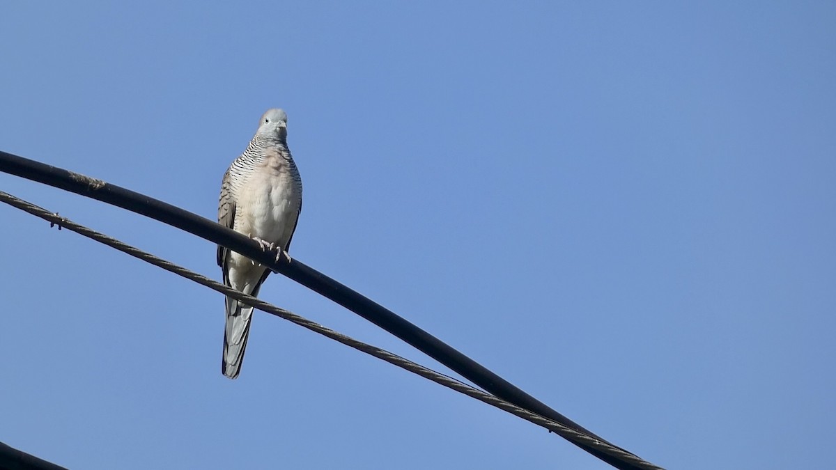 Zebra Dove - ML620435697