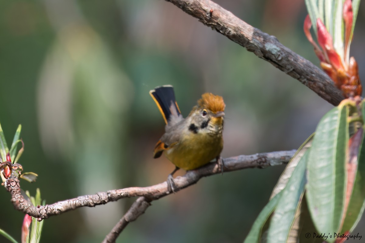 White-browed Fulvetta - ML620435698