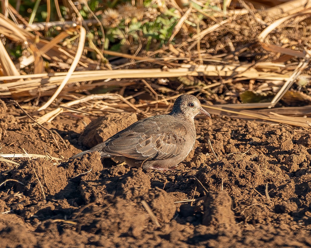 Common Ground Dove - Ricardo Rojas Arguedas