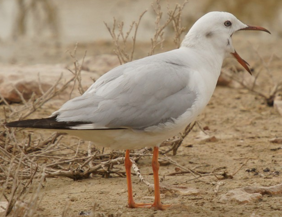 Slender-billed Gull - ML620435707