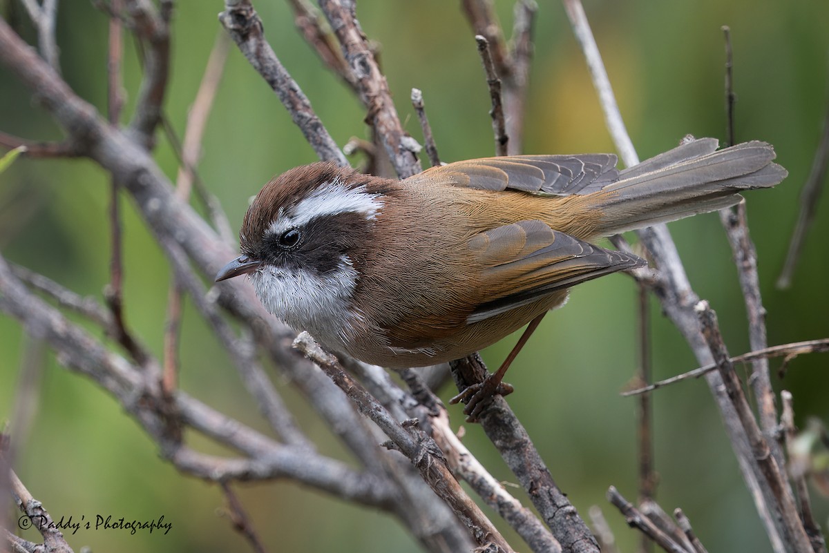 White-browed Fulvetta - Padmanav Kundu