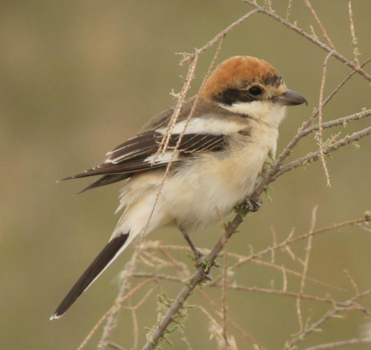 Woodchat Shrike - ML620435709