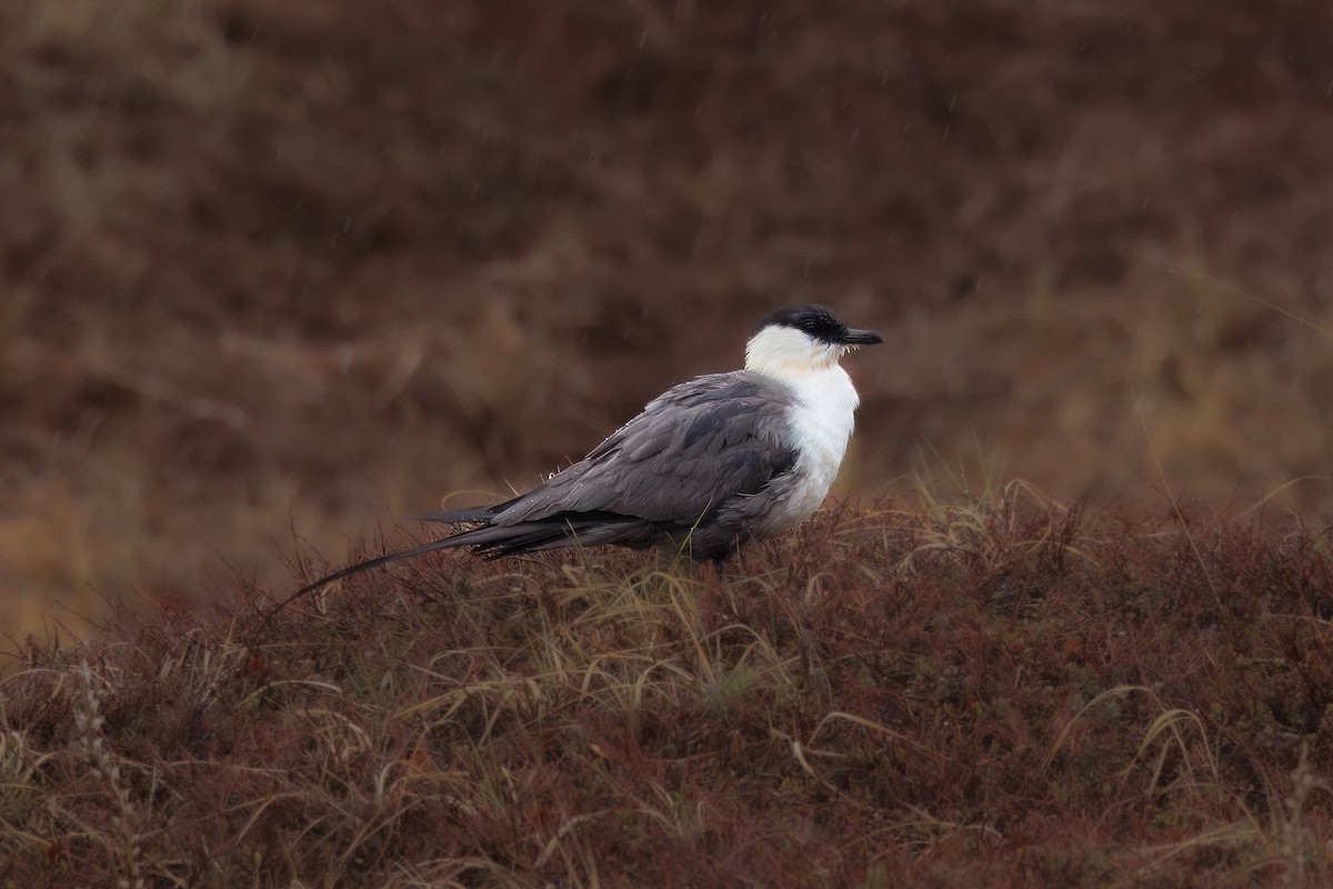 Long-tailed Jaeger - ML620435713