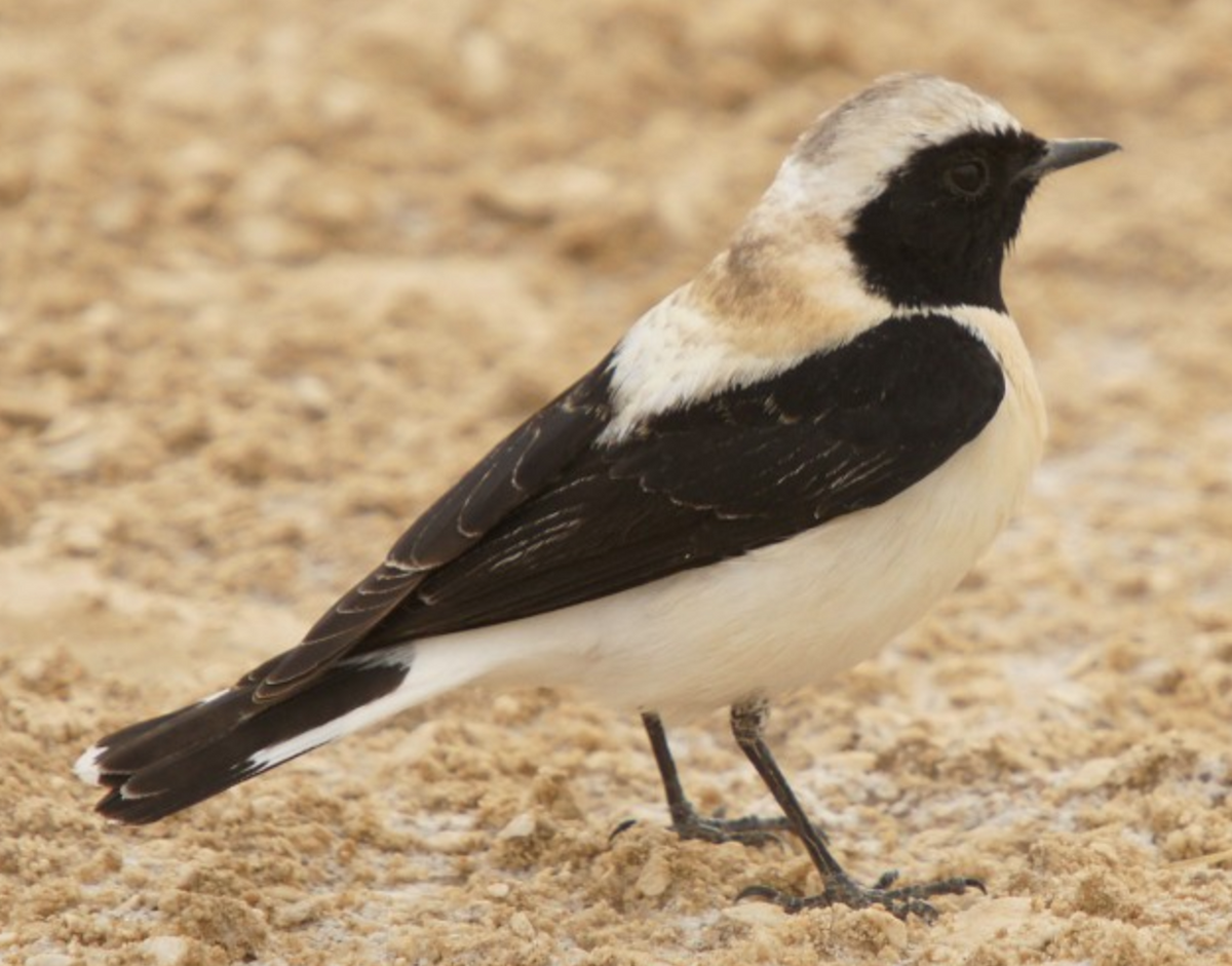 Eastern Black-eared Wheatear - ML620435715