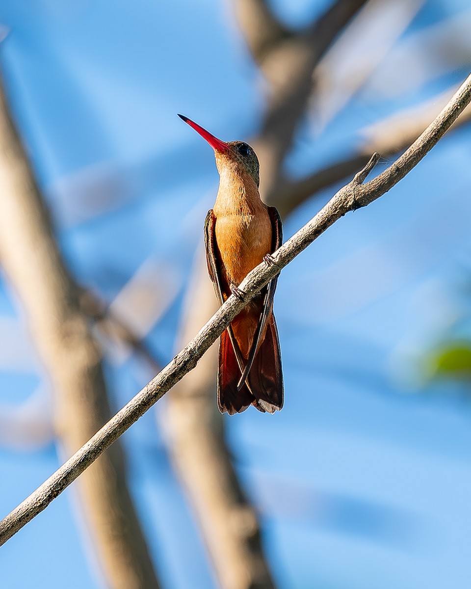 Cinnamon Hummingbird - Ricardo Rojas Arguedas