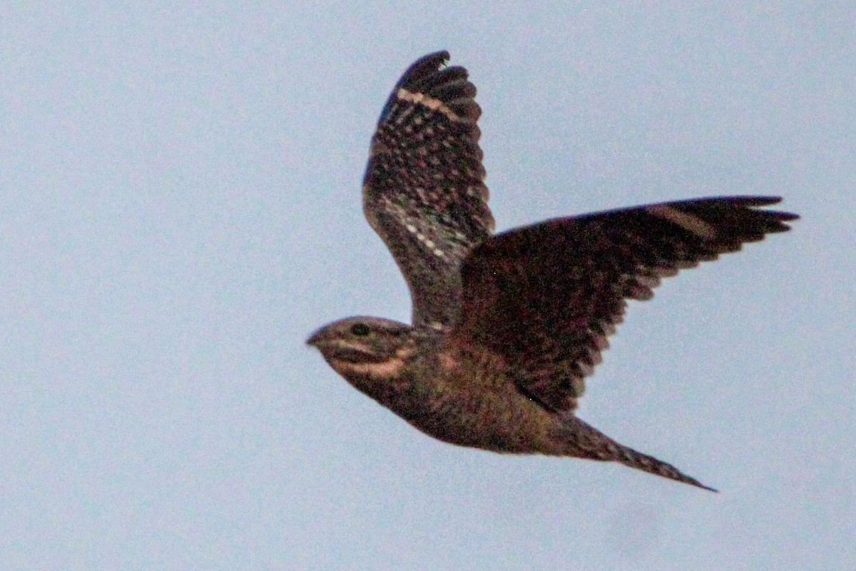 Lesser Nighthawk - ML620435720