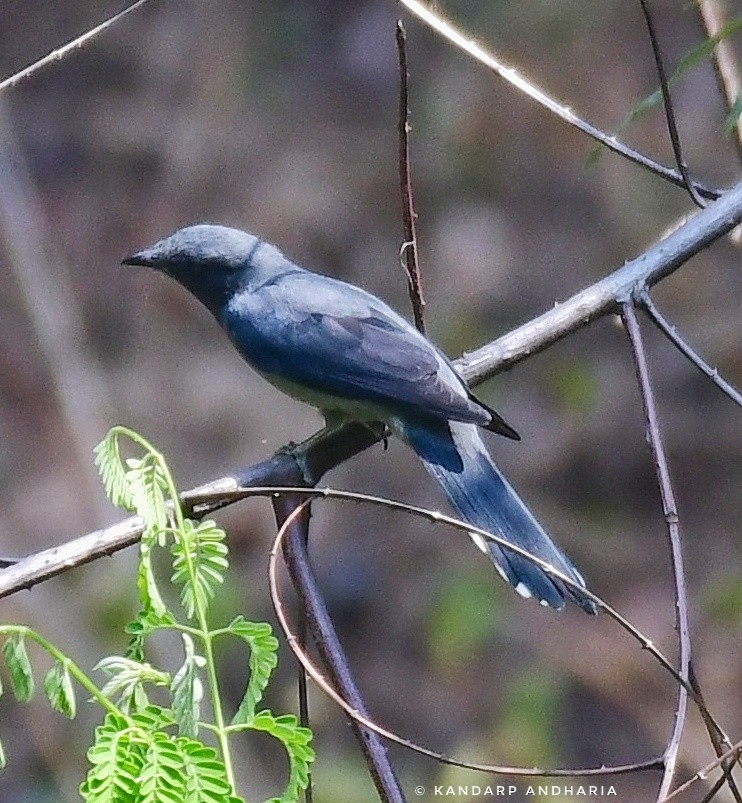 Black-winged Cuckooshrike - ML620435722