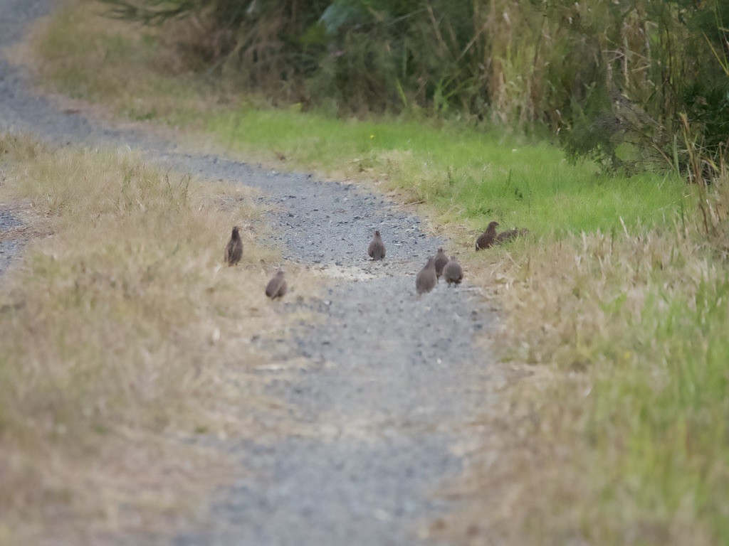 Brown Quail - ML620435725