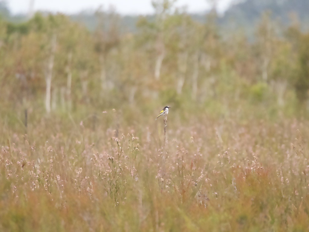 White-cheeked Honeyeater - ML620435728