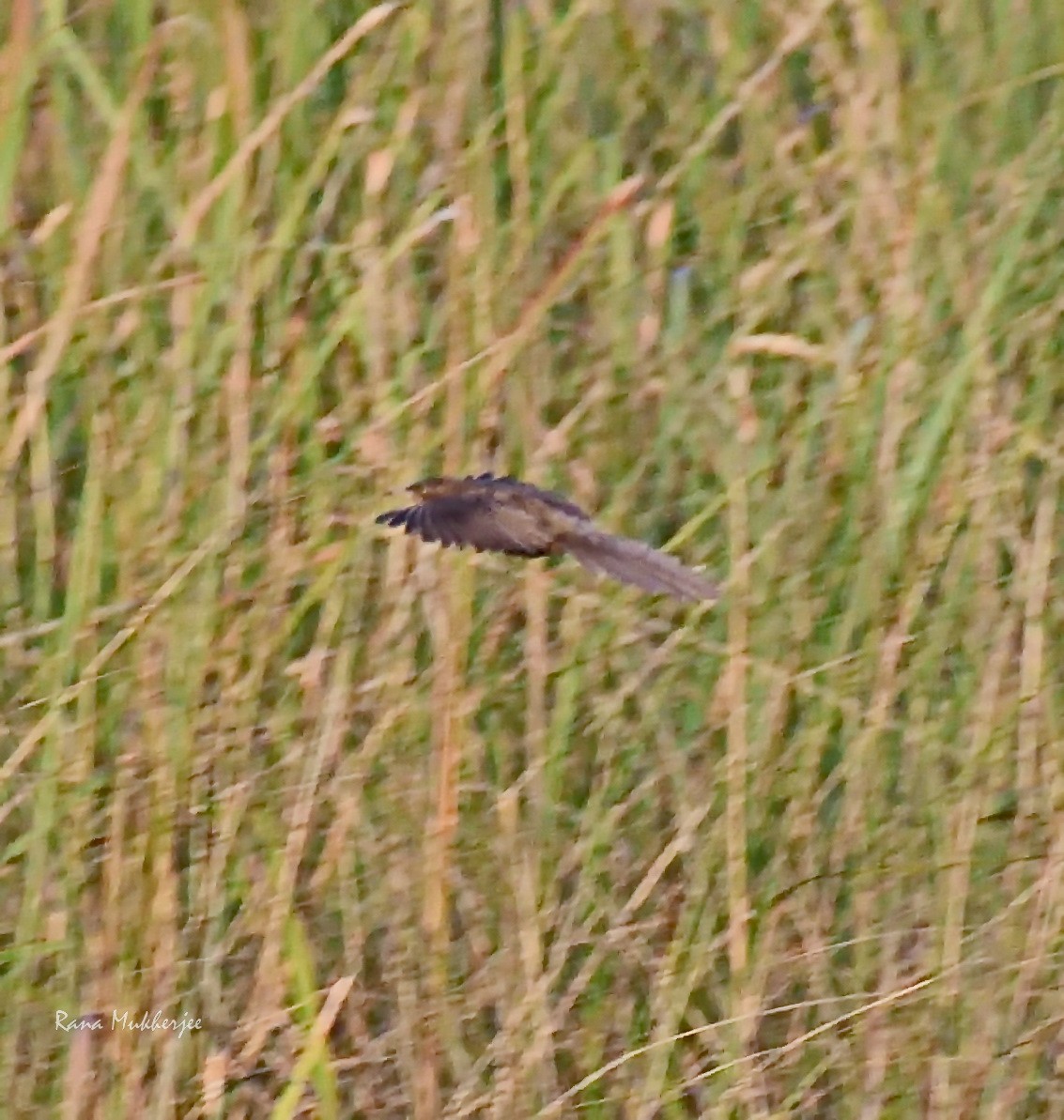 Striated Babbler - ML620435749