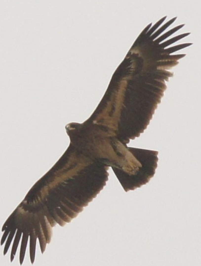 Greater Spotted Eagle - ML620435751