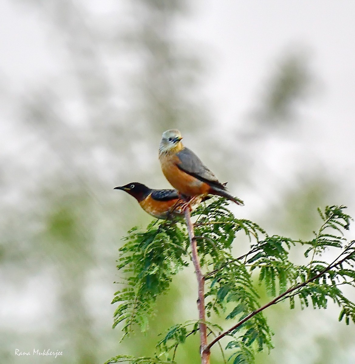 Spot-winged Starling - ML620435754