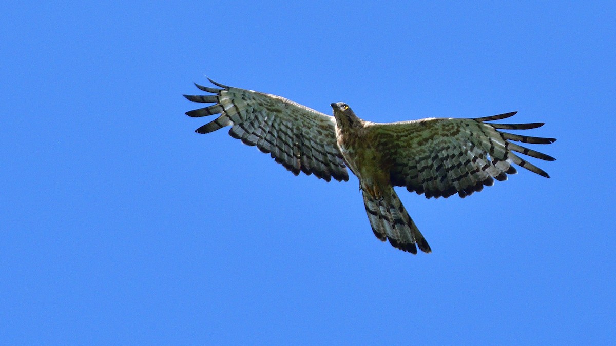 Oriental Honey-buzzard - ML620435757