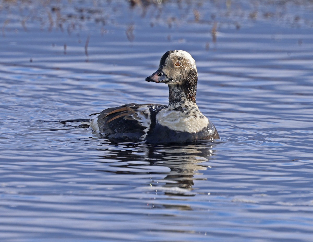 Long-tailed Duck - ML620435758