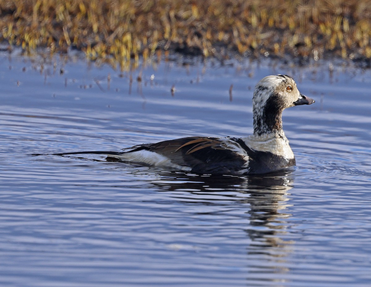 Long-tailed Duck - ML620435759