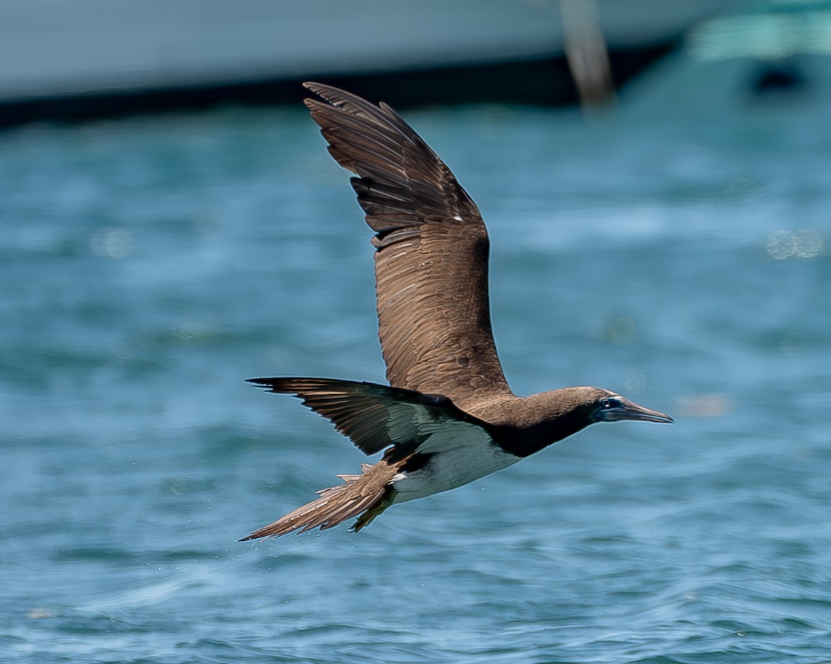 Brown Booby - ML620435760
