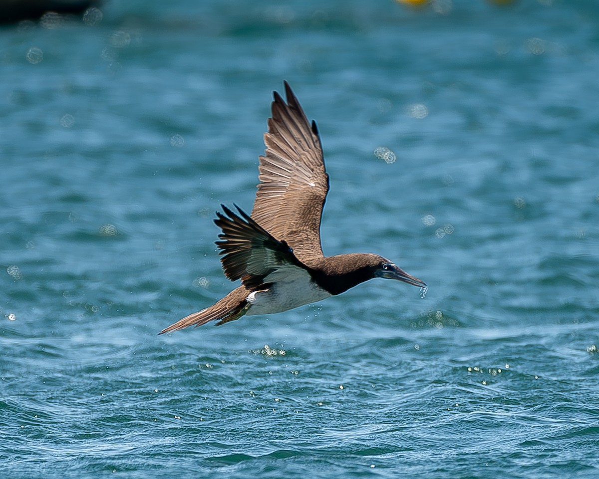 Brown Booby - ML620435761
