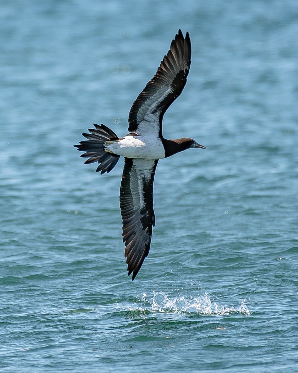 Brown Booby - ML620435762