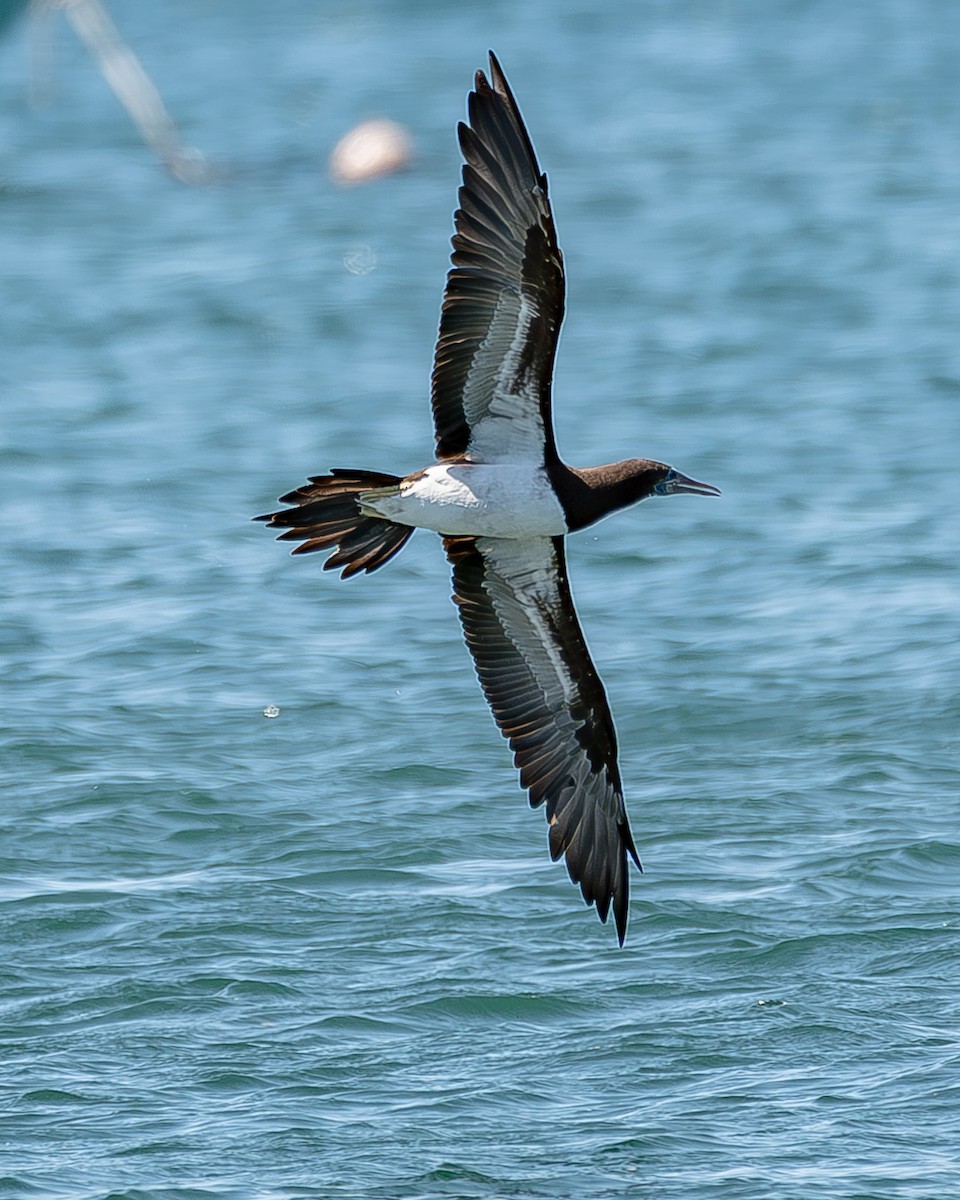 Brown Booby - ML620435763
