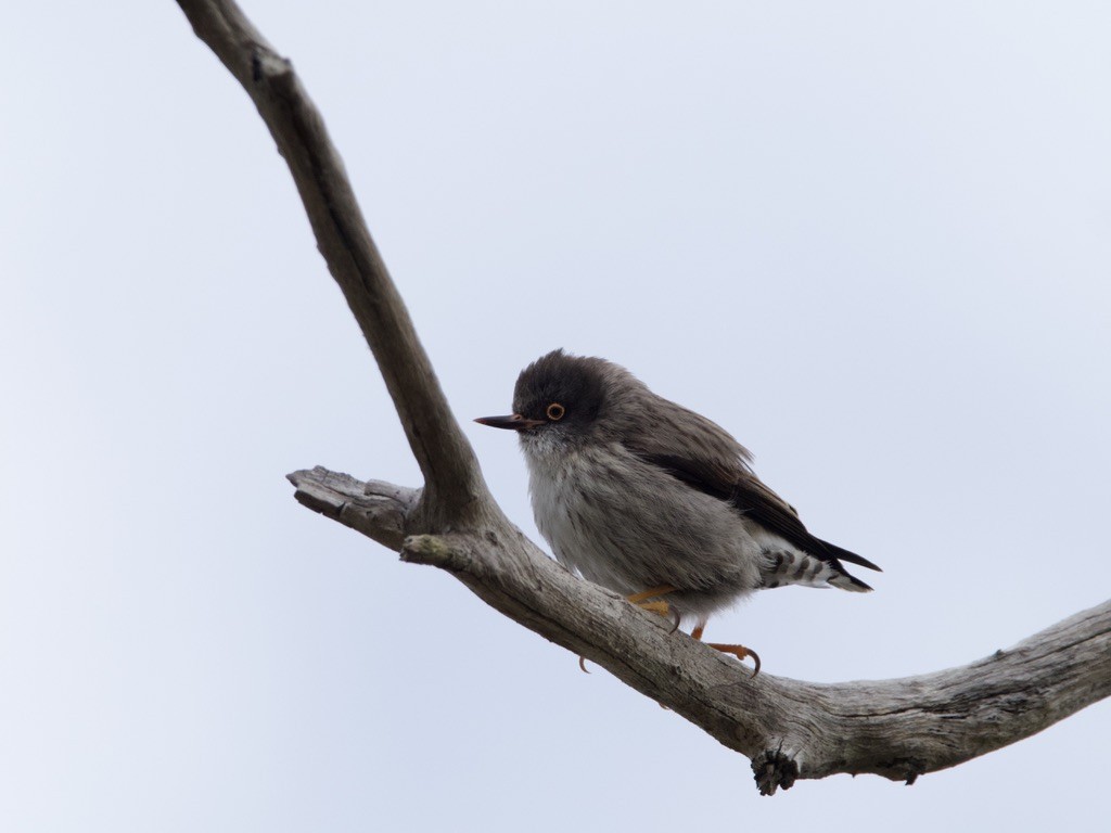 Varied Sittella - ML620435766