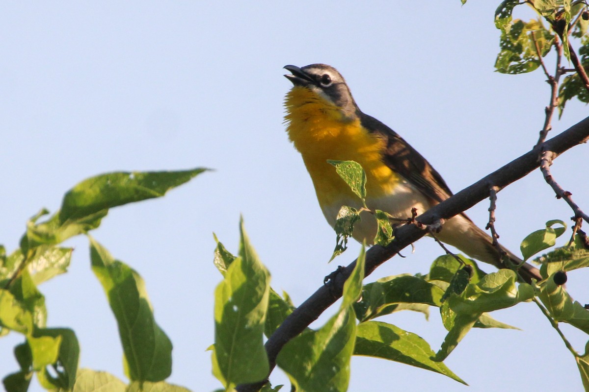 Yellow-breasted Chat - John Wilson