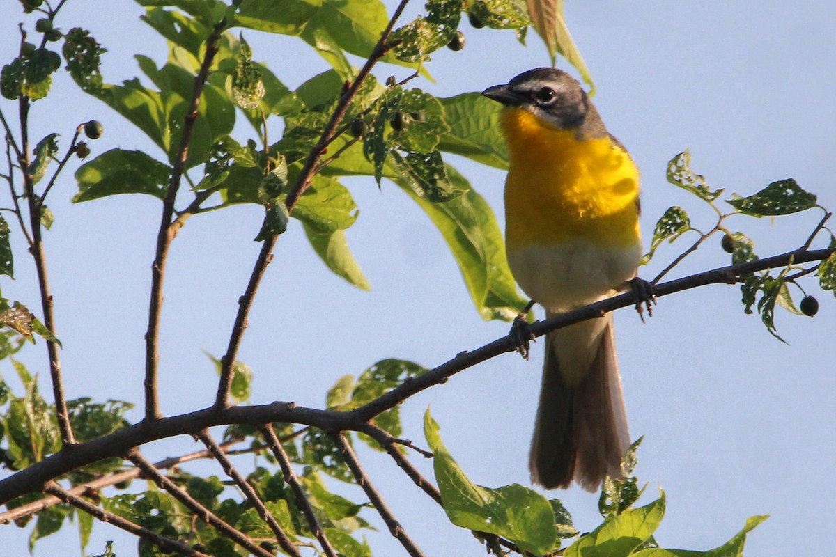 Yellow-breasted Chat - ML620435769